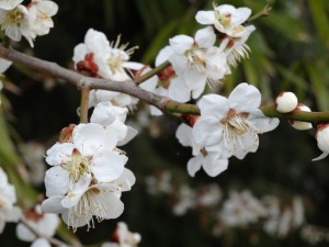 DSC01454