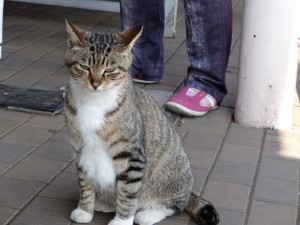 DSC01549